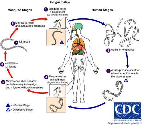 trichomonas hominis life cycle