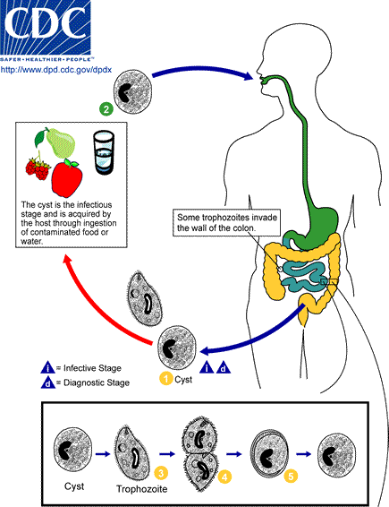 Life cycle of Balantidium coli