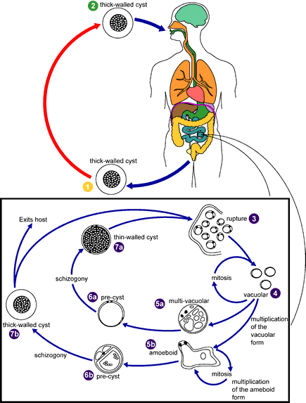 Life cycle of Balantidium coli