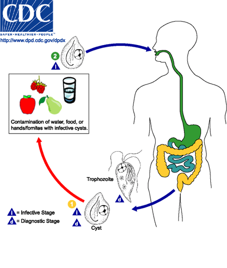 Life cycle of Chilomastix mesnili