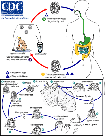 Life Cycle of Giardia lamblia