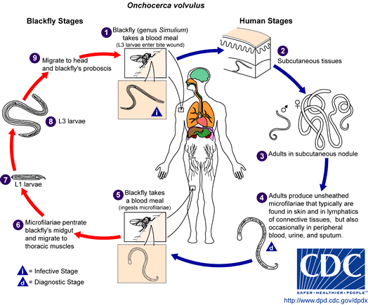 Life cycle of Babesia microti