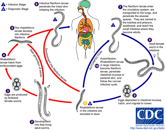 Life cycle of Babesia microti