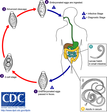Life cycle of Babesia microti